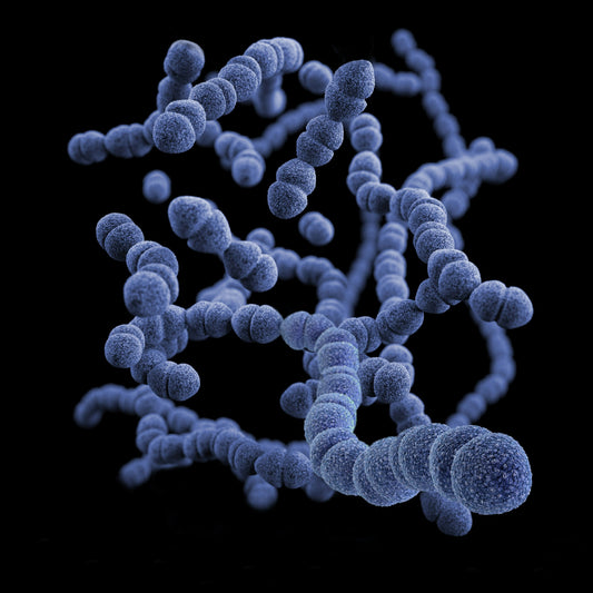 Nurturing Your Core: Choosing Gut Health Supplements for Your Lifestyle - Powered by VitalNest